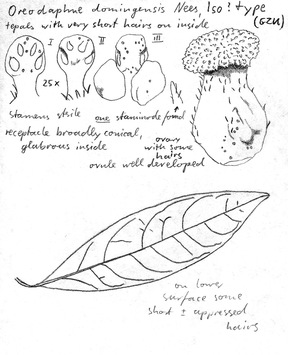 Vorschaubild Oreodaphne domingensis Nees